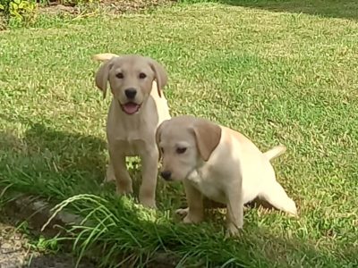 Labrador Puppies for Sale in Kilkenny City