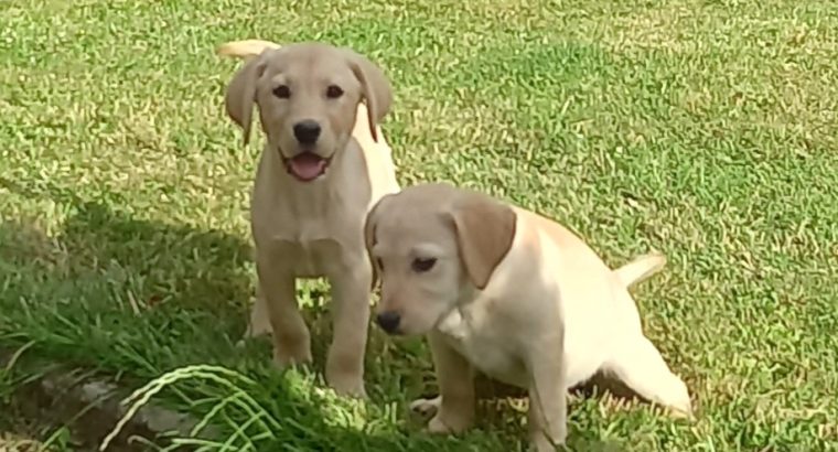 Labrador Puppies for Sale in Kilkenny City