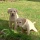 Labrador Puppies for Sale in Kilkenny City