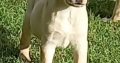 Labrador Puppies for Sale in Kilkenny City