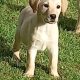 Labrador Puppies for Sale in Kilkenny City