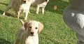 Labrador Puppies for Sale in Kilkenny City