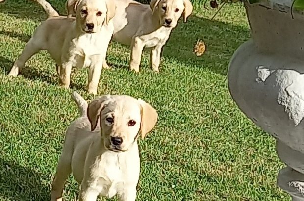 Labrador Puppies for Sale in Kilkenny City