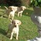 Labrador Puppies for Sale in Kilkenny City