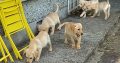Labrador Puppies for Sale in Kilkenny City