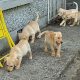 Labrador Puppies for Sale in Kilkenny City
