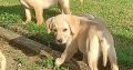 Labrador Puppies for Sale in Kilkenny City