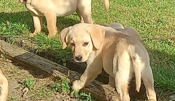 Labrador Puppies for Sale in Kilkenny City