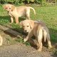 Labrador Puppies for Sale in Kilkenny City