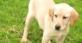 Labrador Puppies for Sale in Kilkenny City