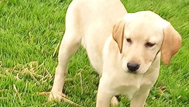 Labrador Puppies for Sale in Kilkenny City
