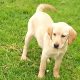 Labrador Puppies for Sale in Kilkenny City