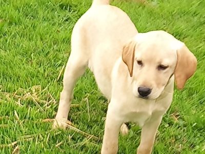 Labrador Puppies for Sale in Kilkenny