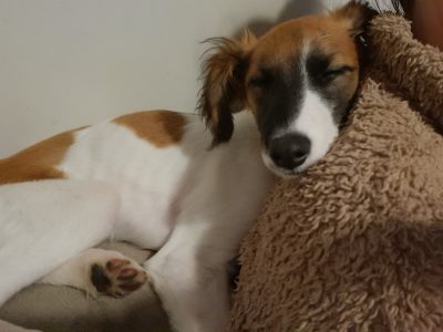 Lurcher for Rehome in Youghal – Gentle Orla
