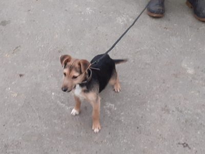 Jack Russell Puppies for Sale in Tuam