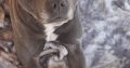 Rehome a Blue Staffordshire Bull Terrier in Co. Mayo