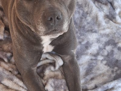 Rehome a Blue Staffordshire Bull Terrier in Co. Mayo