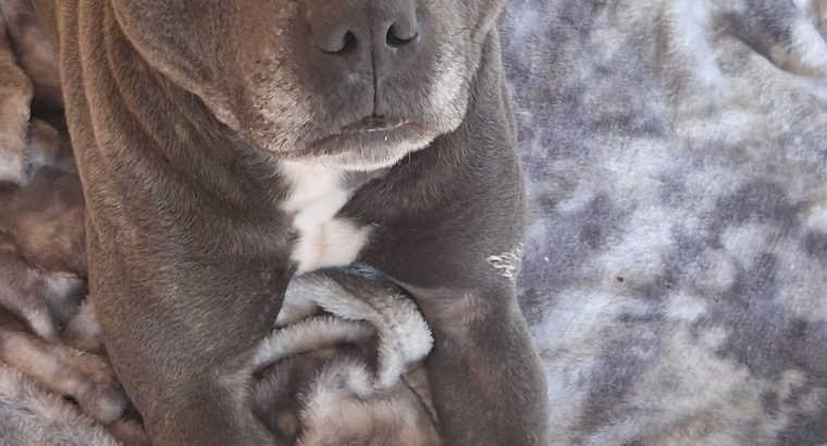 Rehome a Blue Staffordshire Bull Terrier in Co. Mayo