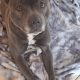 Rehome a Blue Staffordshire Bull Terrier in Co. Mayo