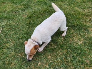 Jack Russell in Kilmacow – IKC Registered