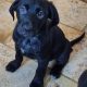 Vizsla Mix Puppies in Roscrea – Active Companions