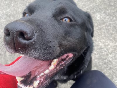 Rottweiler in Cahir – Loving Home Needed