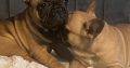 Fawn French Bulldog in Clonmellon – IKC Registered