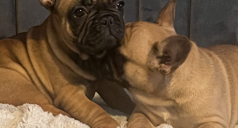 Fawn French Bulldog in Clonmellon – IKC Registered