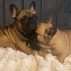 Fawn French Bulldog in Clonmellon – IKC Registered
