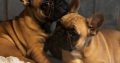 Fawn French Bulldog in Clonmellon – IKC Registered