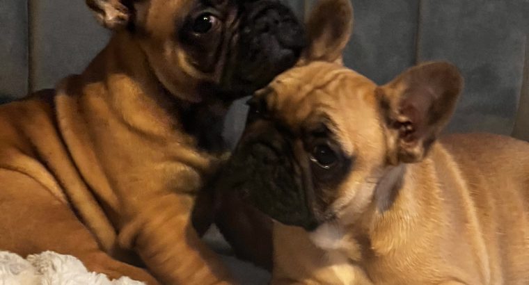 Fawn French Bulldog in Clonmellon – IKC Registered