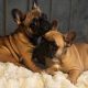 Fawn French Bulldog in Clonmellon – IKC Registered