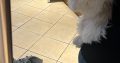 Bichon Frise x Shih Tzu in Kilkenny – Playful Pup
