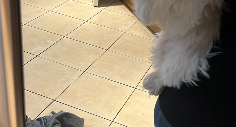 Bichon Frise x Shih Tzu in Kilkenny – Playful Pup
