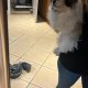 Bichon Frise x Shih Tzu in Kilkenny – Playful Pup
