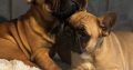 Fawn French Bulldog in Clonmellon – IKC Registered
