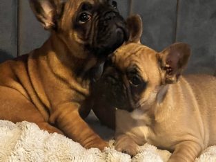 Fawn French Bulldog in Clonmellon – IKC Registered