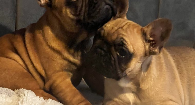 Fawn French Bulldog in Clonmellon – IKC Registered