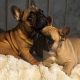 Fawn French Bulldog in Clonmellon – IKC Registered