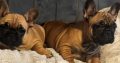 Fawn French Bulldog in Clonmellon – IKC Registered