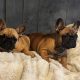 Fawn French Bulldog in Clonmellon – IKC Registered