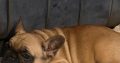 Fawn French Bulldog in Clonmellon – IKC Registered