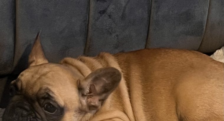 Fawn French Bulldog in Clonmellon – IKC Registered