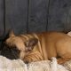 Fawn French Bulldog in Clonmellon – IKC Registered