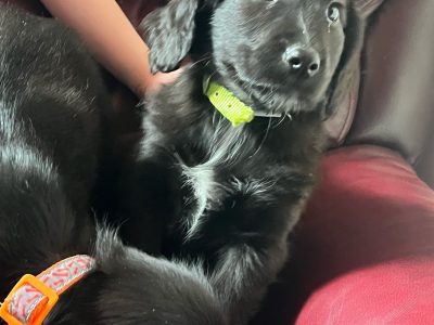 Collie x Cocker Puppies for Sale in Roscommon