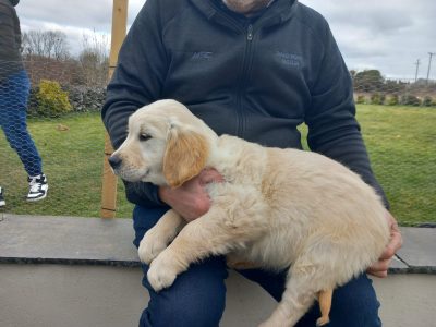 Golden Retriever Puppies in Galway – IKC Registered