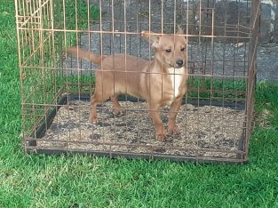 Jack Russell Puppies in Tuam