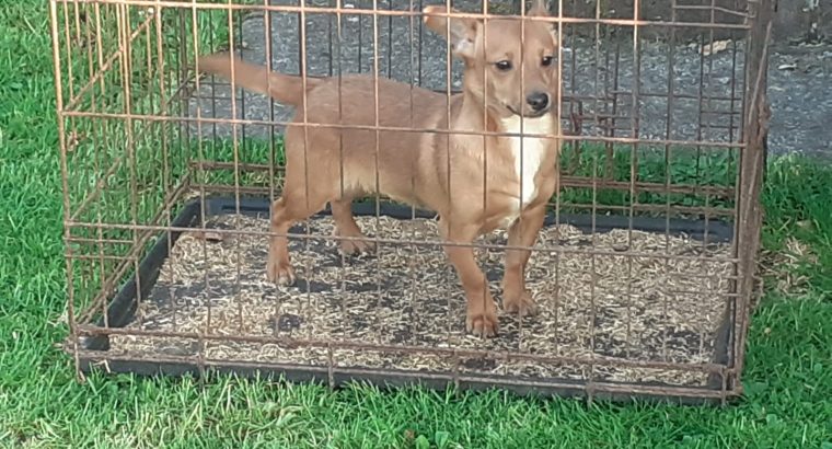 Jack Russell Puppies in Tuam
