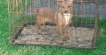 Jack Russell Puppies in Tuam