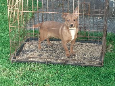 Jack Russell Puppies in Tuam